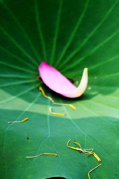 荷花一组