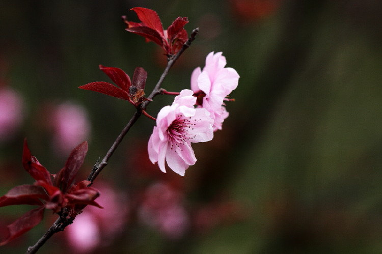 梅花杂片