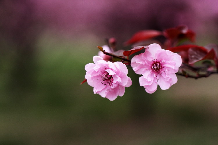 梅花杂片