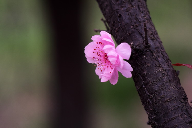 梅花杂片