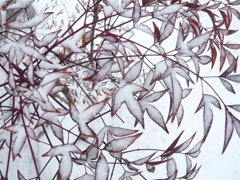 [原创]菜鸟雪摄