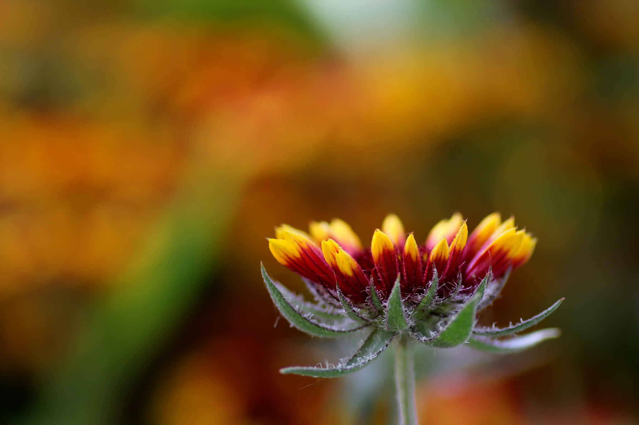 恋练花