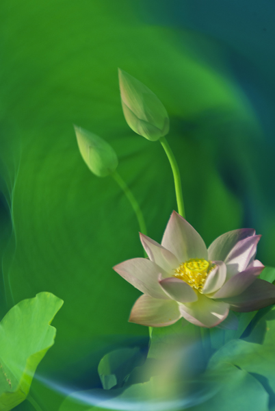 梦荷