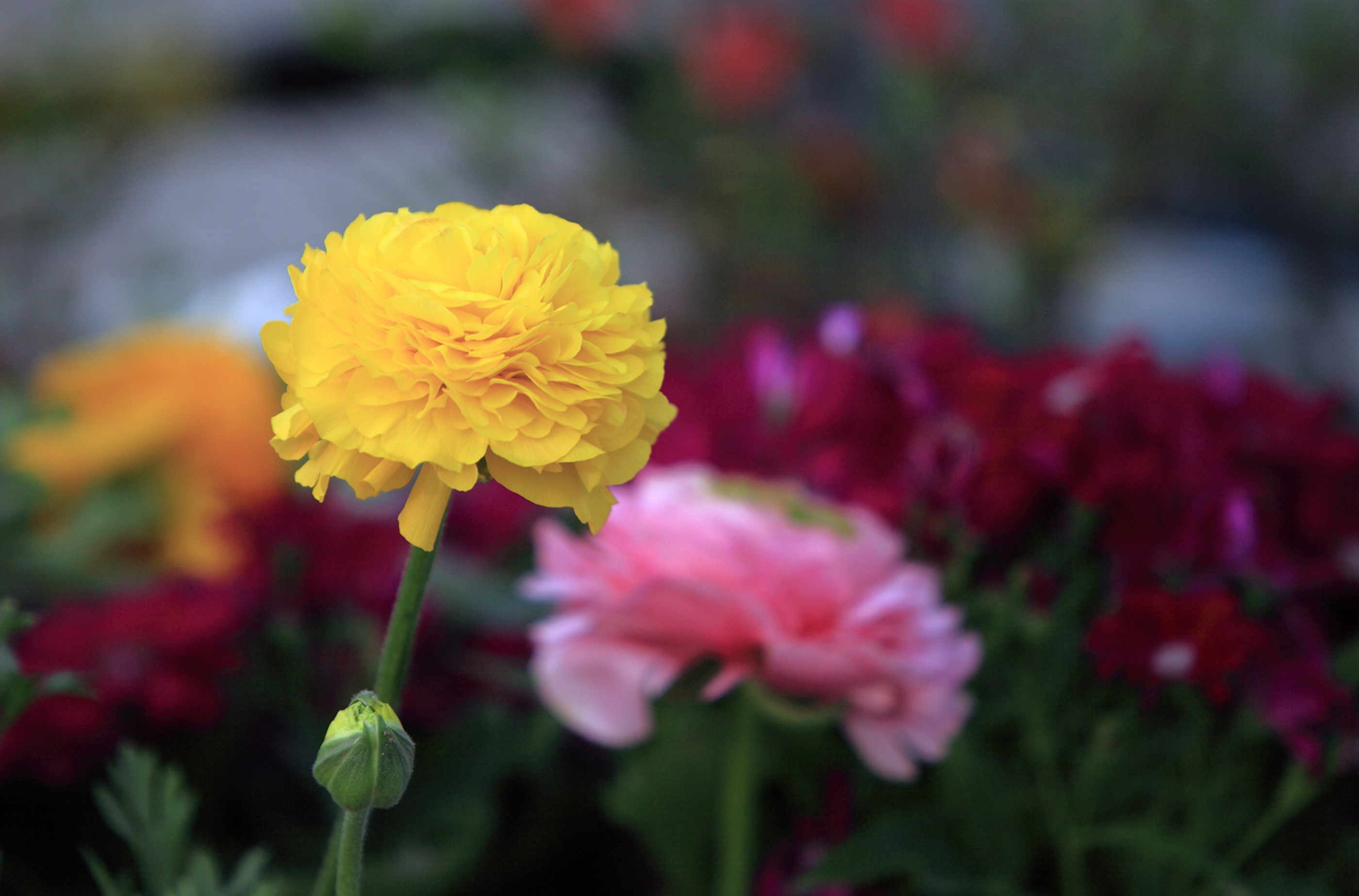 小花