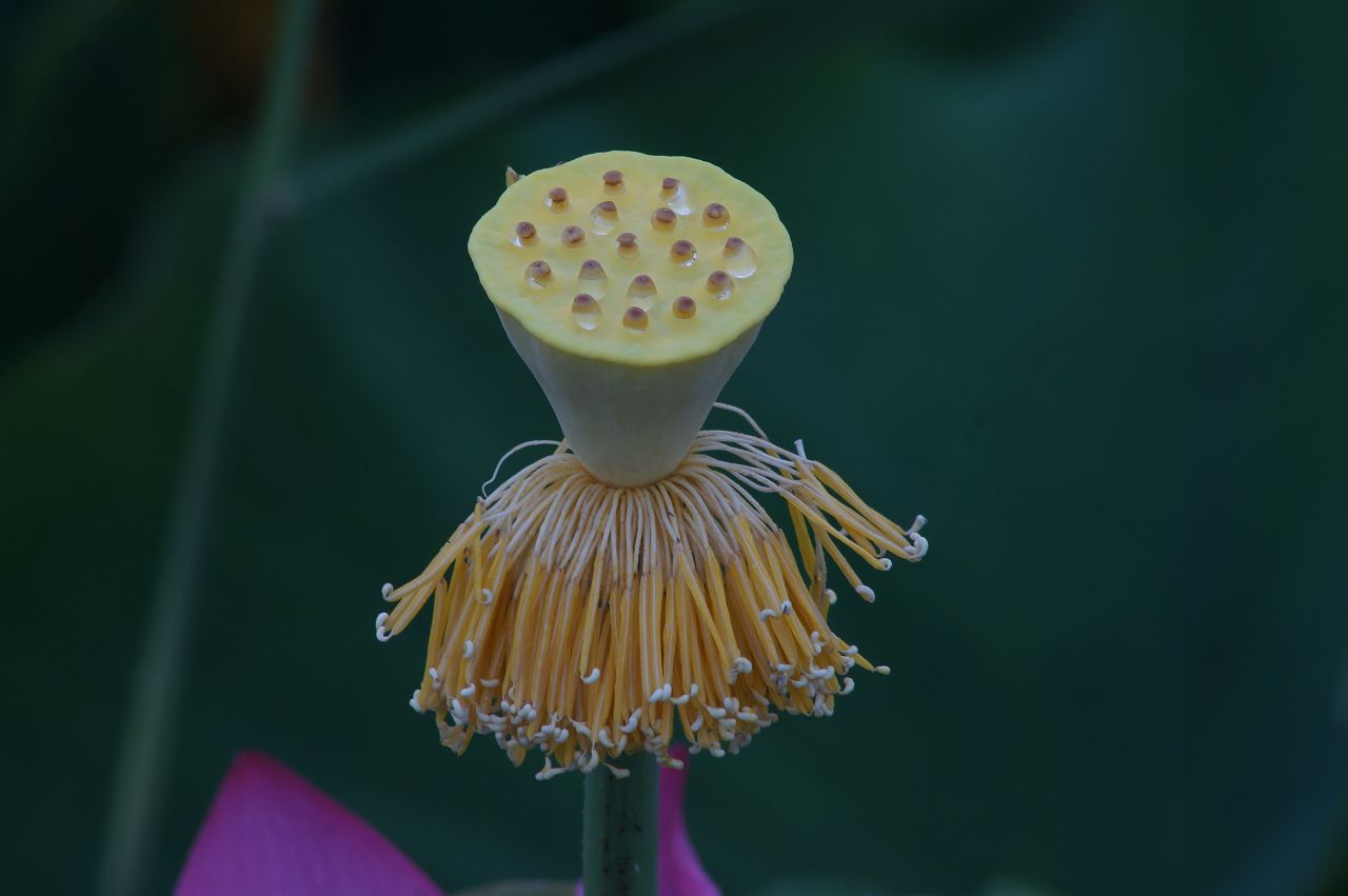 陈庄荷花