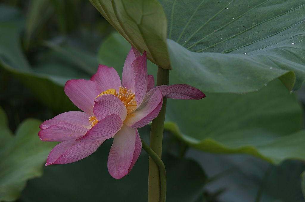 陈庄荷花