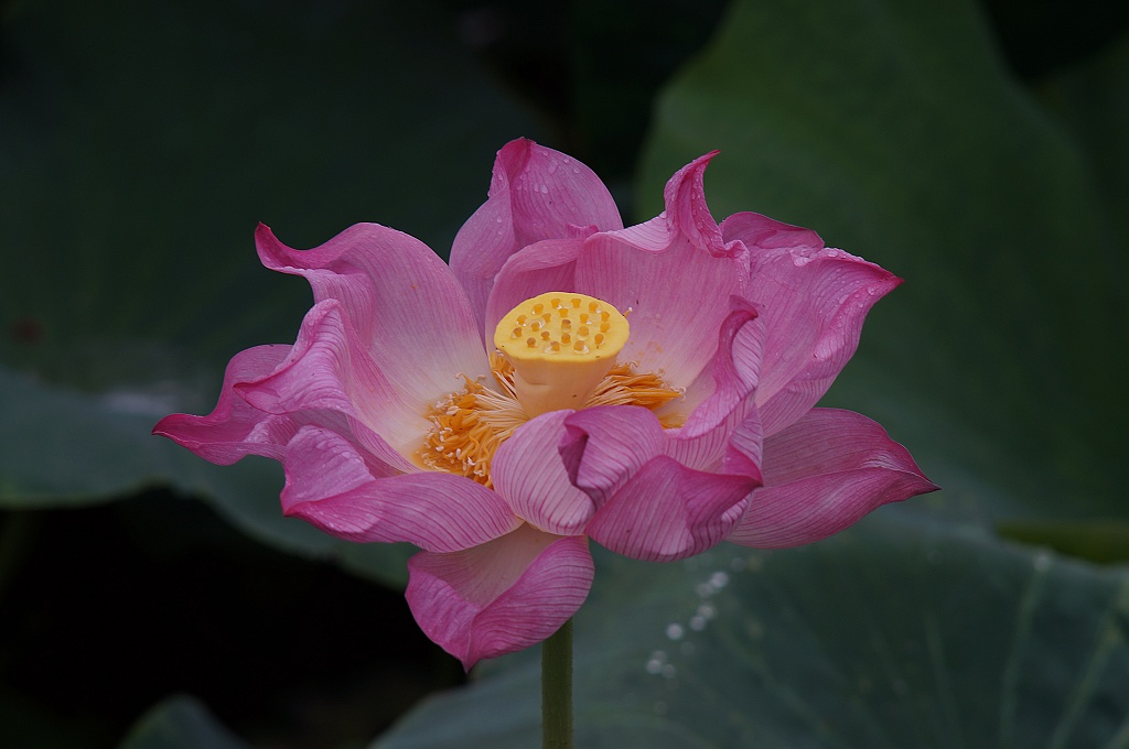 陈庄荷花