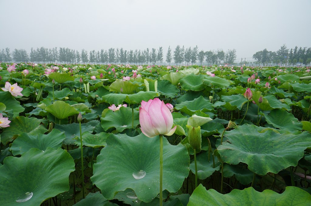 陈庄荷花