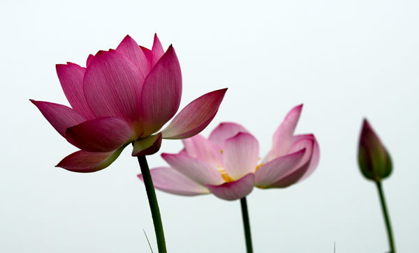 渠村荷花