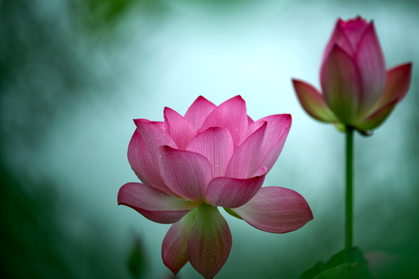 渠村荷花