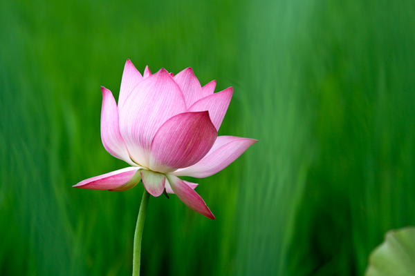渠村荷花