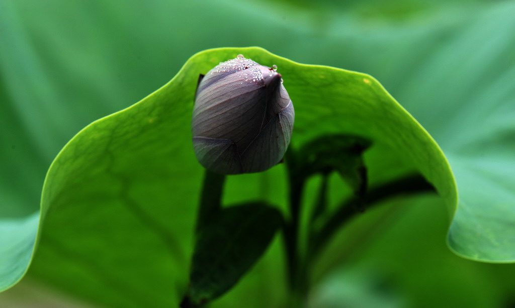 [原创]又是一年拍荷时