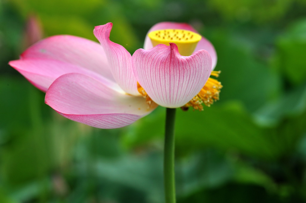 [原创]又是一年拍荷时