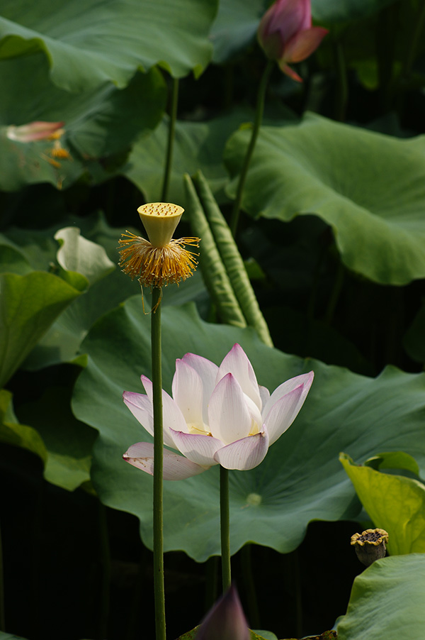 渠村几张荷花