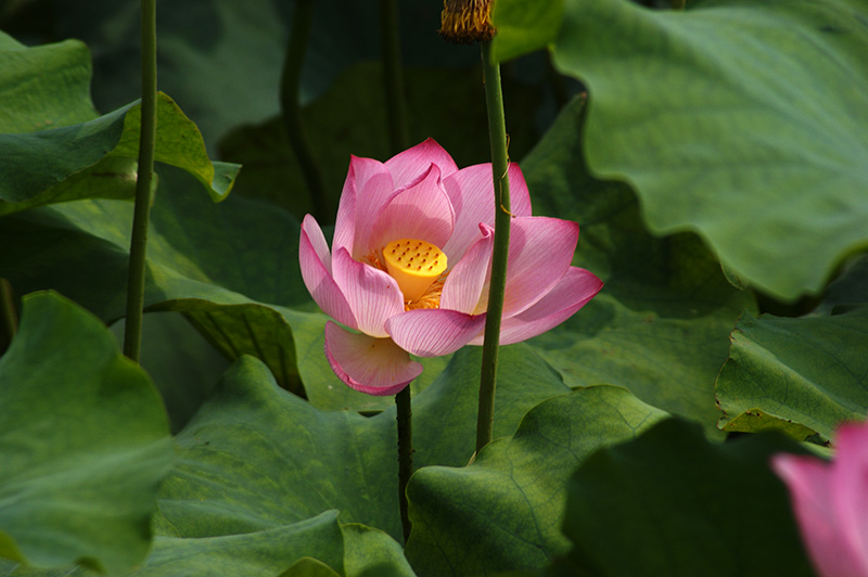渠村几张荷花