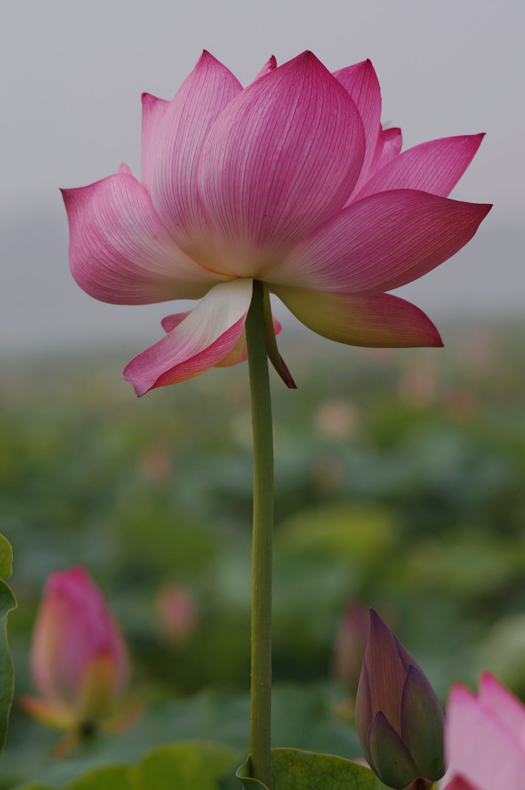 荷花作业