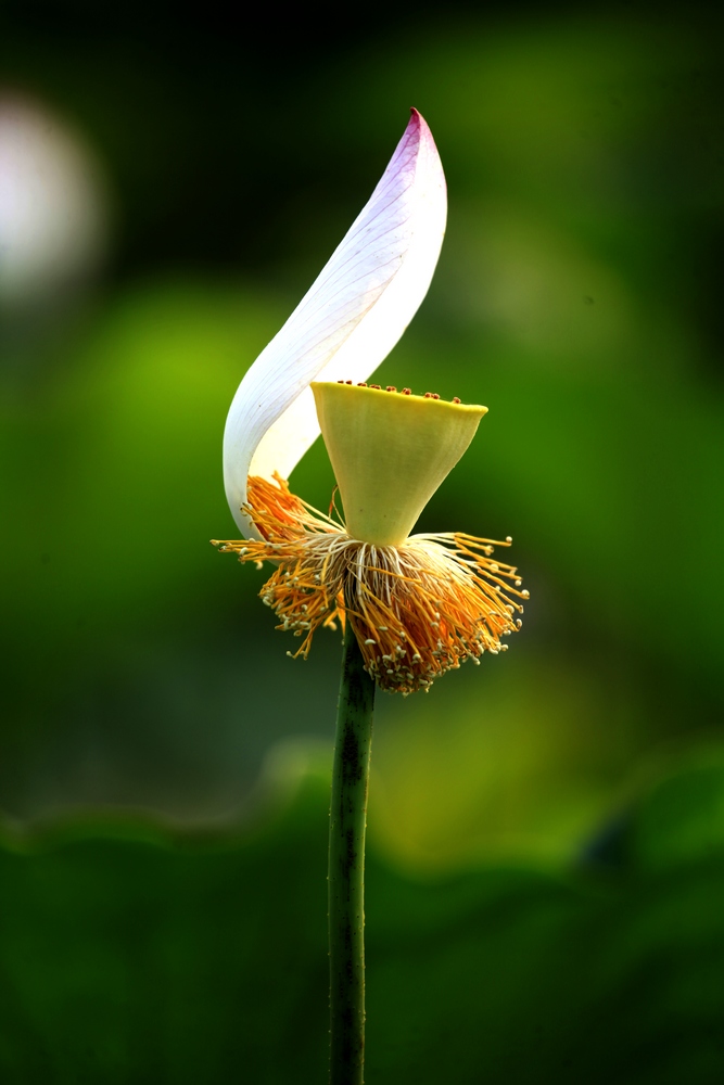 荷花
