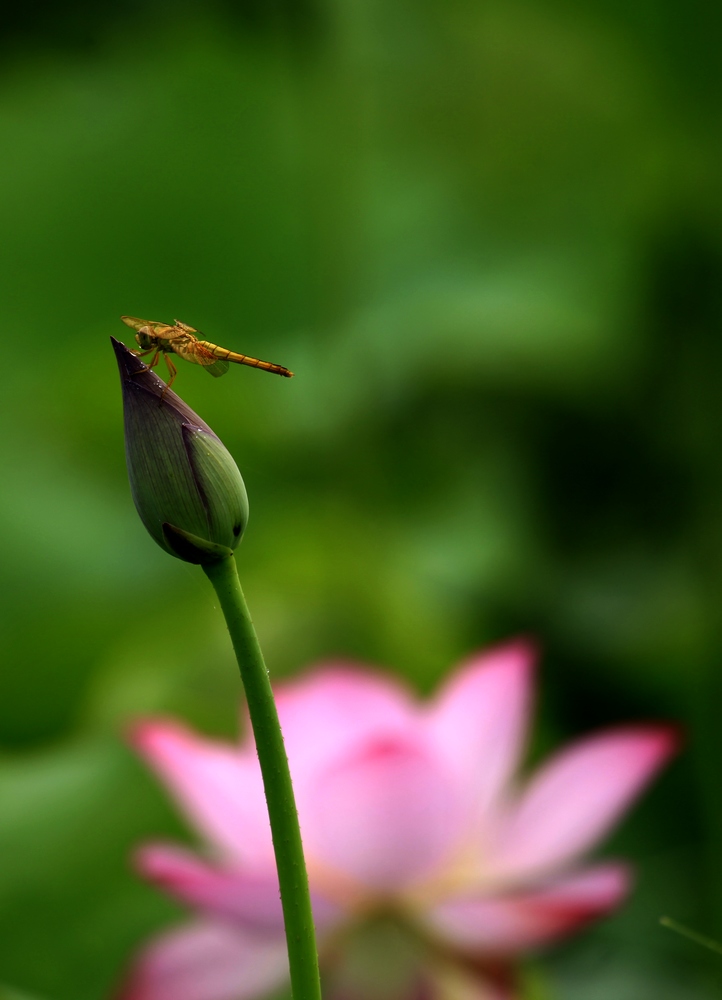 荷花