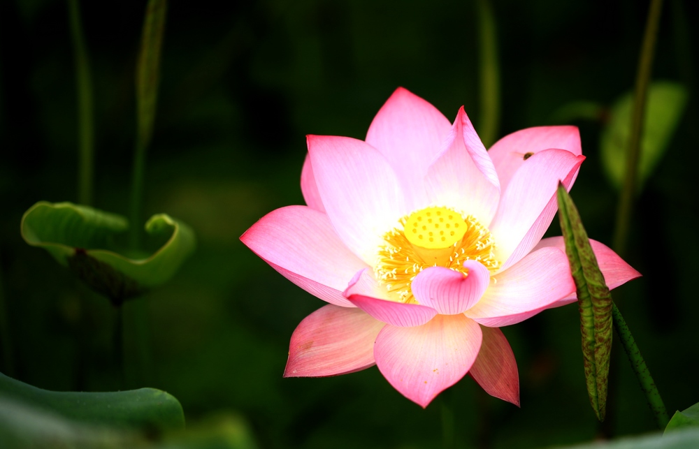 荷花