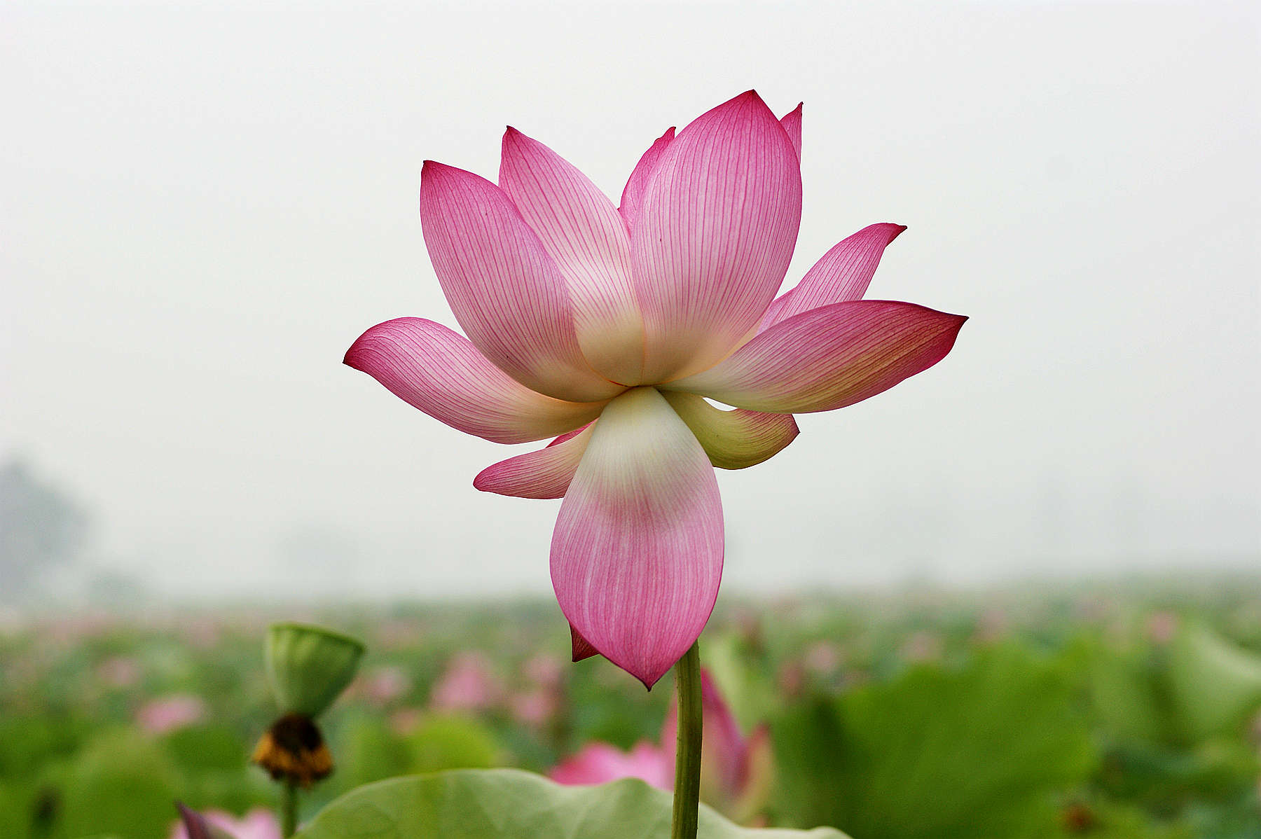 荷花作业