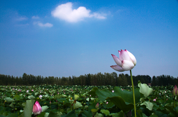 渠村荷花