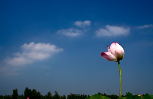 渠村荷花