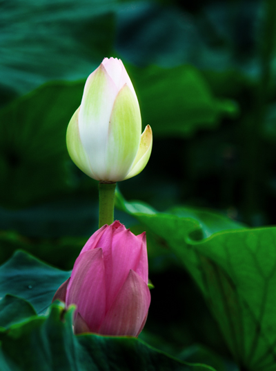 渠村荷花