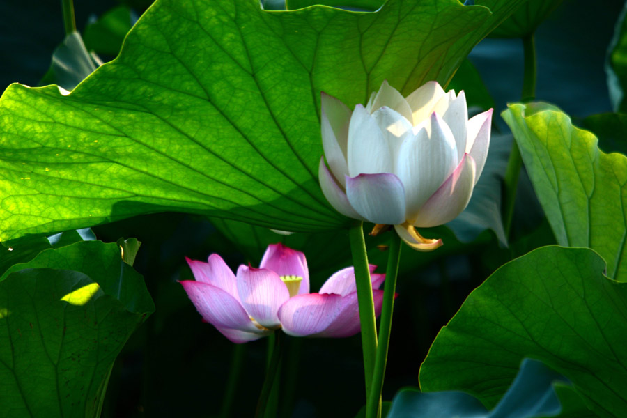 再拍荷花