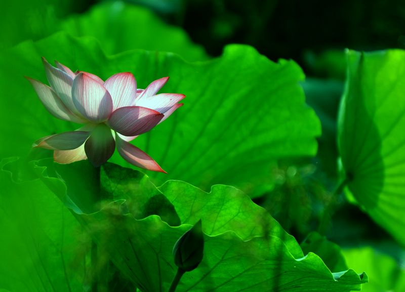 荷花韵