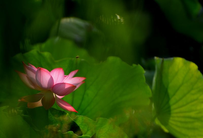 荷花韵