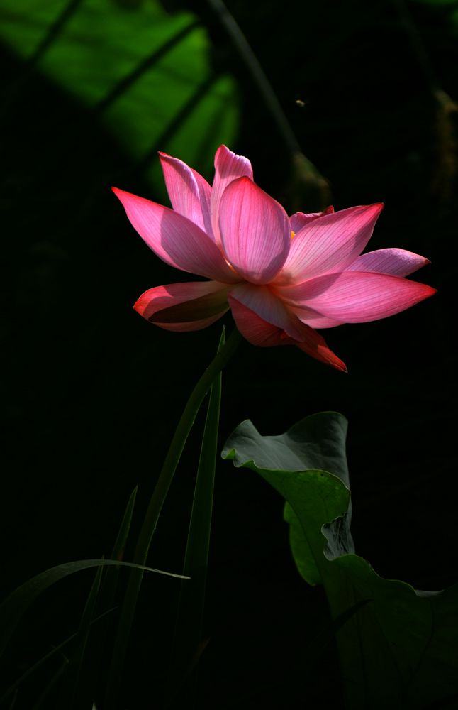 荷花韵
