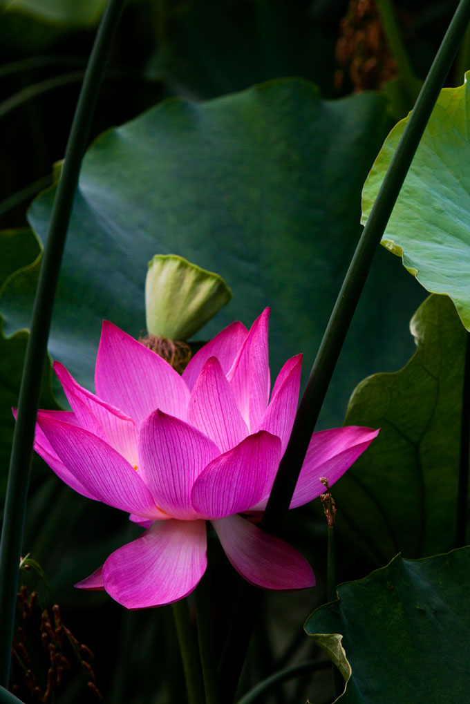 [原创]新蕾荷花又一年