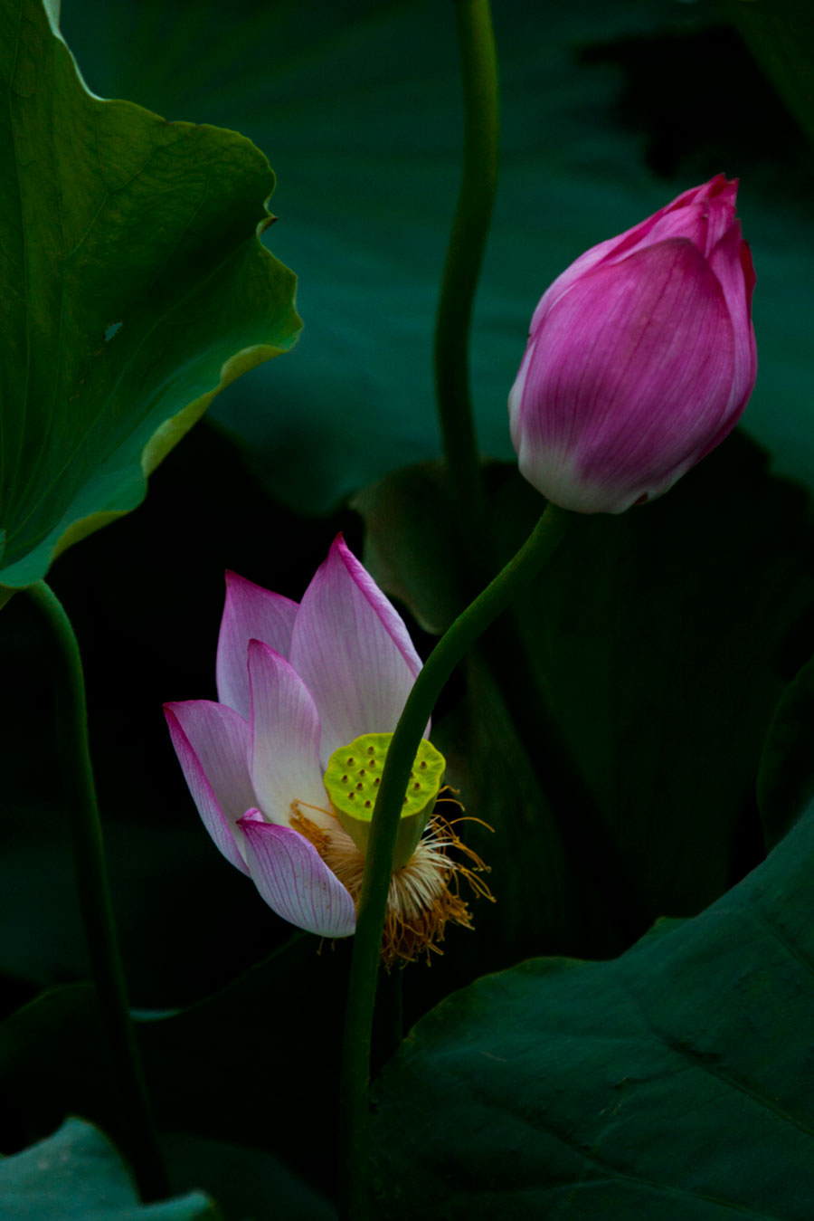 [原创]新蕾荷花又一年