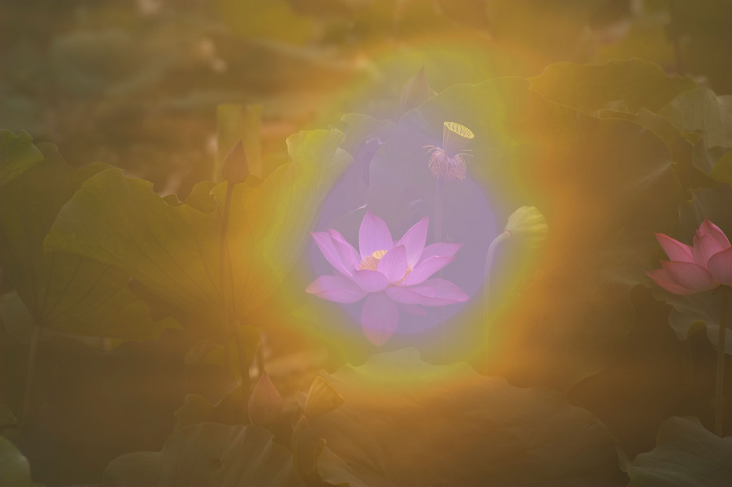 [原创]新蕾荷花又一年