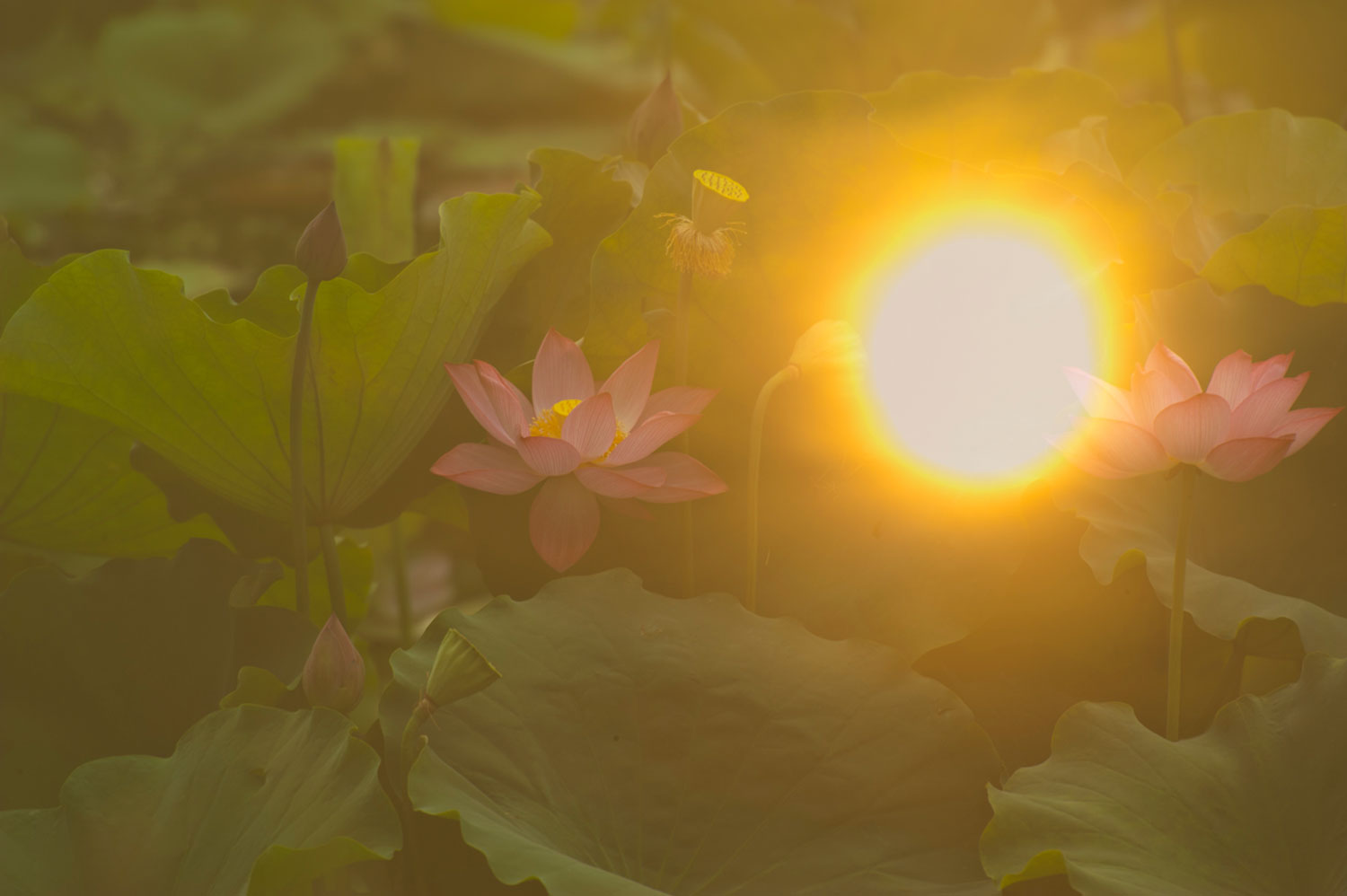 [原创]新蕾荷花又一年