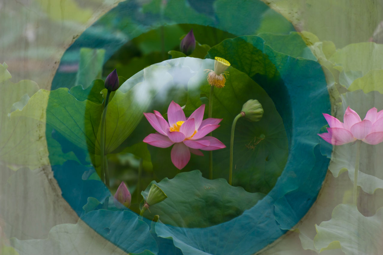 [原创]新蕾荷花又一年