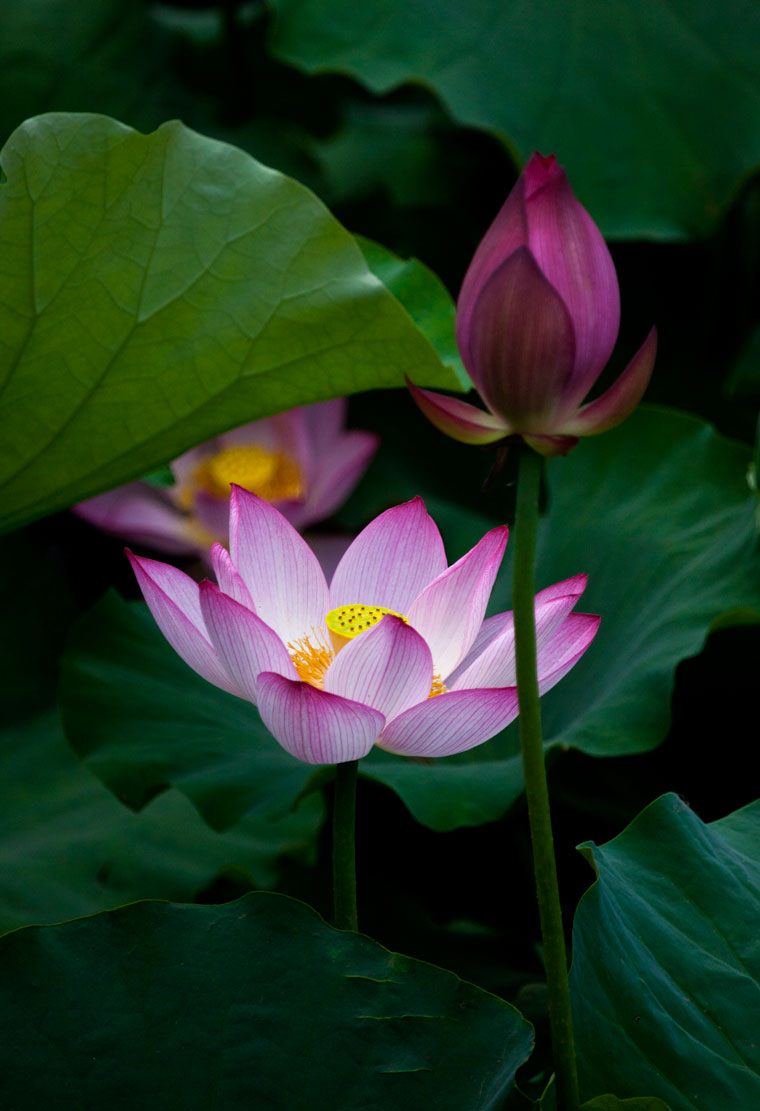 [原创]新蕾荷花又一年