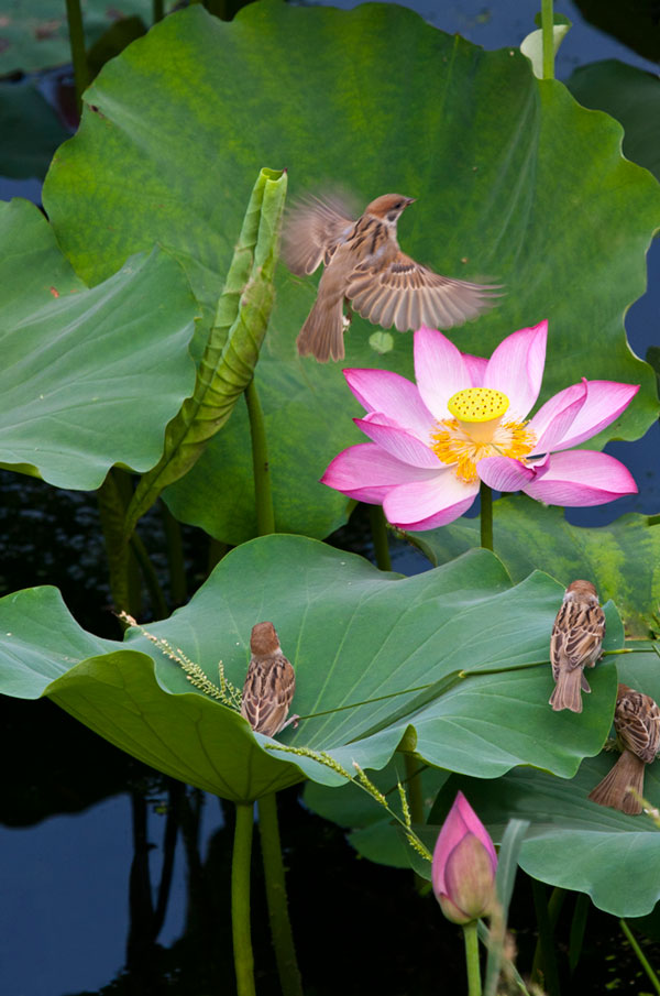 [原创]新蕾荷花又一年
