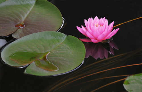 睡莲花影