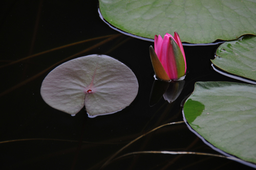 睡莲花影