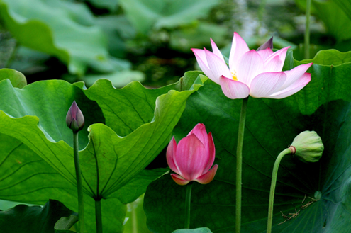 睡莲花影