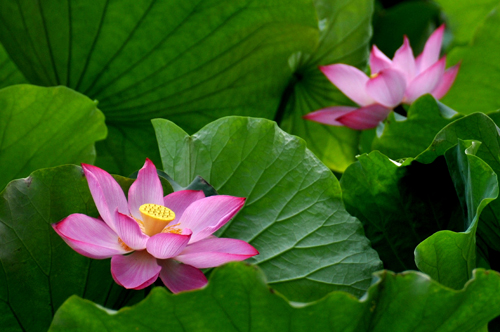 睡莲花影