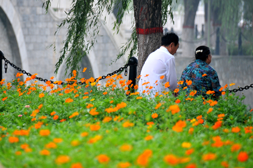 睡莲花影