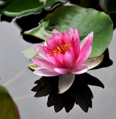 睡莲花影2