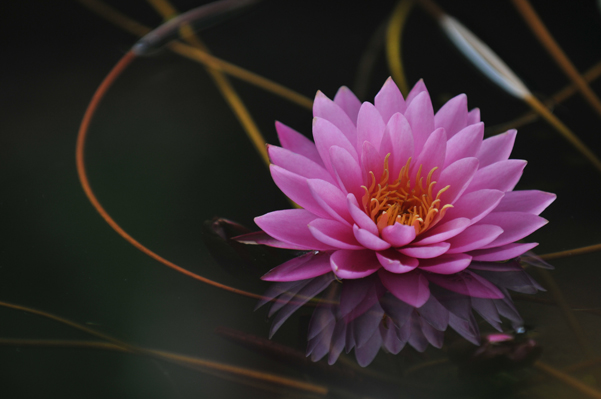 睡莲花影2