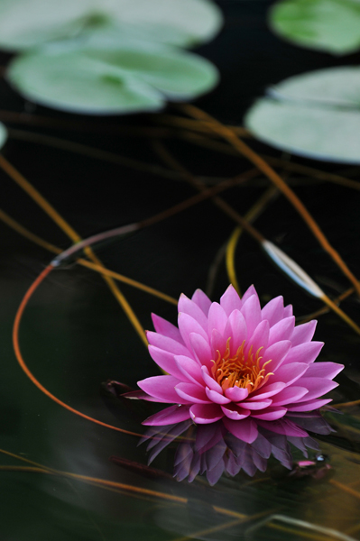 睡莲花影2