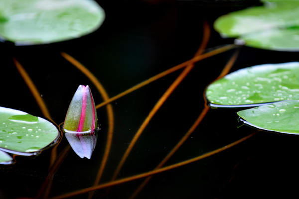睡莲花影2
