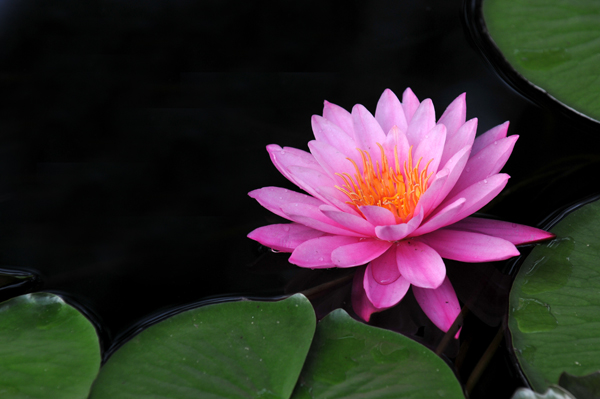睡莲花影2