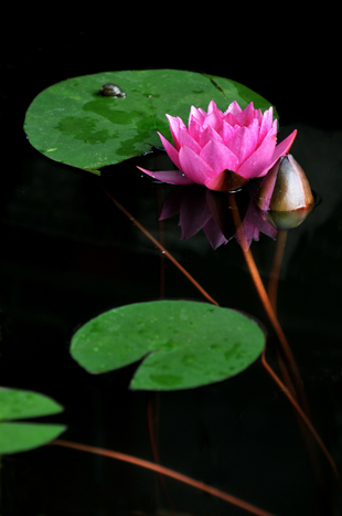睡莲花影2