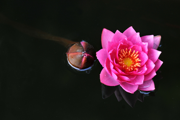 睡莲花影2